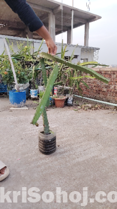 ড্রাগন গাছ